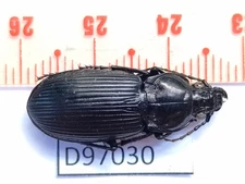 D97030-insects Carabidae from Vietnam North