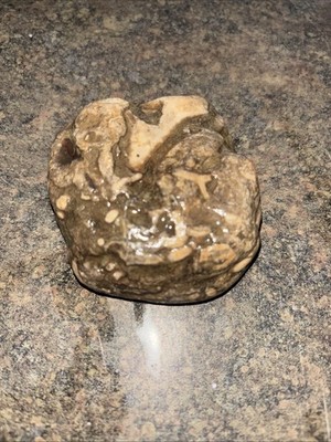 Amazing OH River Valley Little Miami Region Pyrite Marcasite Iron Mineral Stone