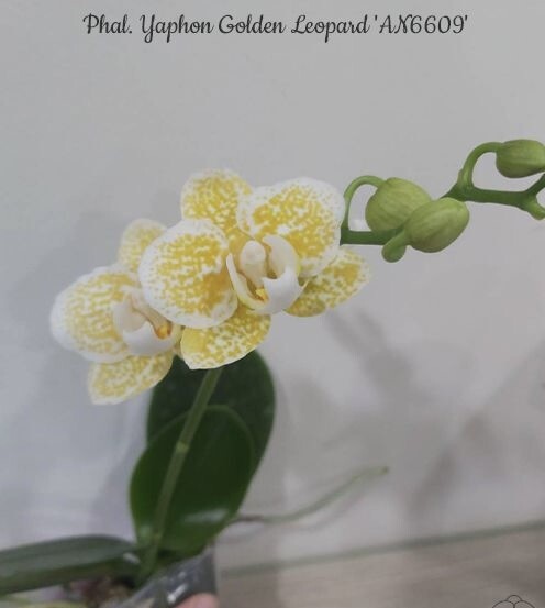 Phal. Yaphon Golden Leopard 'AN6609', Blooming Size, FREE SHIPPING