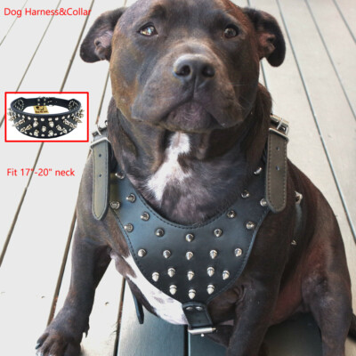 studded dog harness