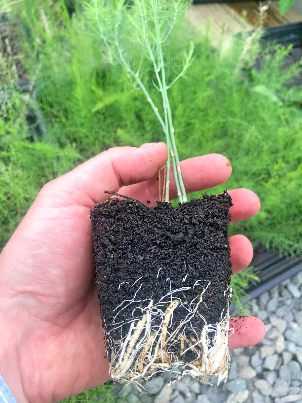 Asparagus Plug Plants Connovers Colossal / Precoce D’Argentuil eBay