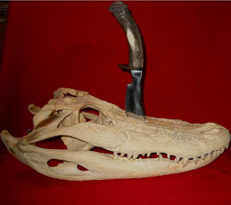 BCS SCHOPP MONTANA " GATOR HUNTER SKULL  "  SNAKE  LOGO  CUSTOM KNIFE