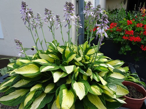 Hosta Rhizome Winterhart - 4 Blumenzwiebeln Für Schattenbeete