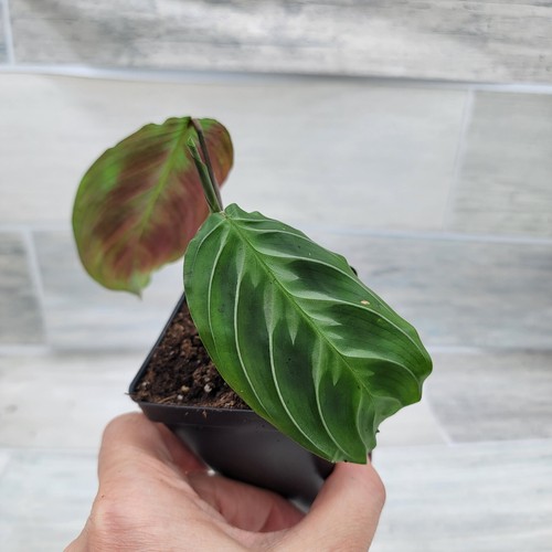 Maranta leuconeura Massangeana (Black Maranta) A Rare Houseplant IN 3" POT - Picture 2 of 12