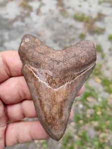 Mako Shark Jaw | eBay