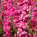 Carmine King Rocket Larkspur Seeds - For 2025 Planting Fuchsia Pink Magenta