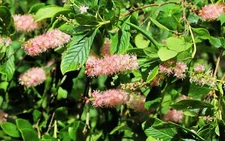 20 Pink SUMMERSWEET BUSH Clethra Alnifolia Rosea Fragrant Flower Shrub Seeds