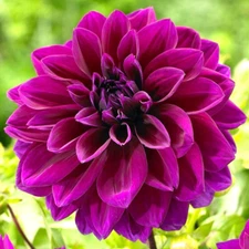 Dahlia THOMAS EDISON Decorative 1 Live Flower Plant bulb Tuber Purple