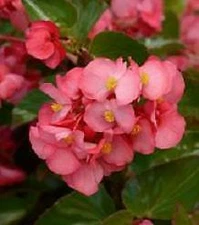 Begonia Megawatt Rose Grn Leaf   1,000 seeds
