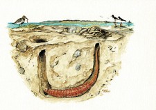 Sandworm Stałe włosie - Obraz z nadrukiem artystycznym - 25,5 x 17,5 cm