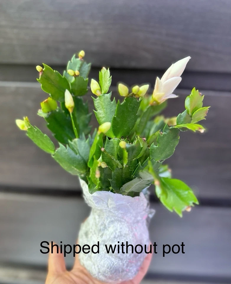 Cacto de Natal amarelo “Limelight Dancer” planta viva planta de casa interior - Imagem 3 de 3