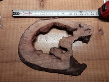 1 Inch Thick Hollow Oak Burl Slice