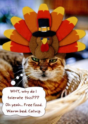 RSVP Cat Wearing Turkey Hat Why Do I Tolerate This Funny Thanksgiving Card