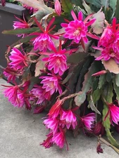 PINK EPIPHYLLUM Orchid Cactus Succulent Plant (2) Mature Leaf CUTTINGS 6"-10"