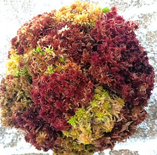 O 1/2 Gallon Sampler Live Sphagnum Moss Crisp And Fuzzy  Fresh Cleaned Maine 
