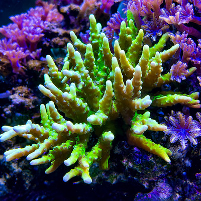 Live Aquaculture coral Electric Lemonade Anacro/forbesi SPS Coral by coralSLover
