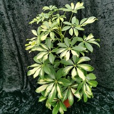 Schefflera Gerda Umbrella plant 45-50cm tall 13cm pot variegated very pretty