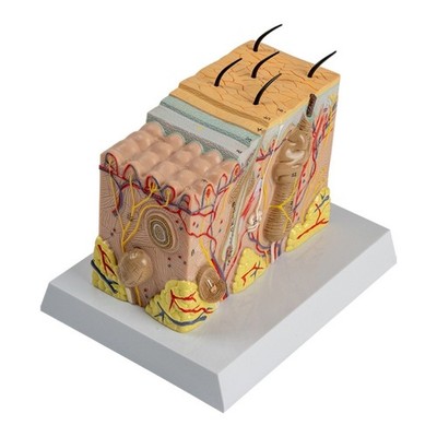 Human Skin Anatomy Model Human Skin Structure Anatomical Model for Science Study