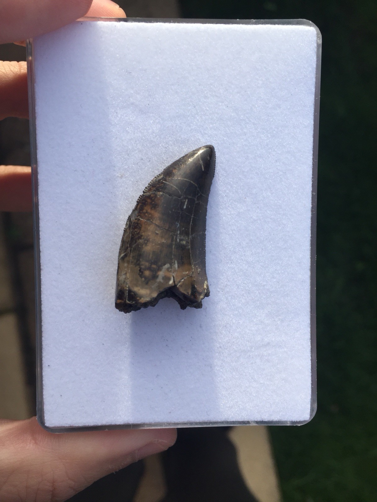 t rex tooth for sale
