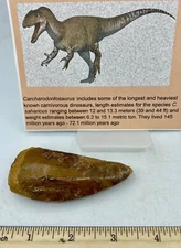 Tyrannosaurus T REX 3.25” African Carcharodontosaurus REAL F0SSIL R2