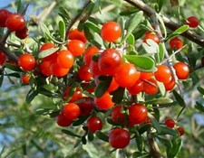 Baya de Goji Sonoran ~ Lycium exsertum ~ Arizona Wolfberry ~ Semillas de espina del desierto ~
