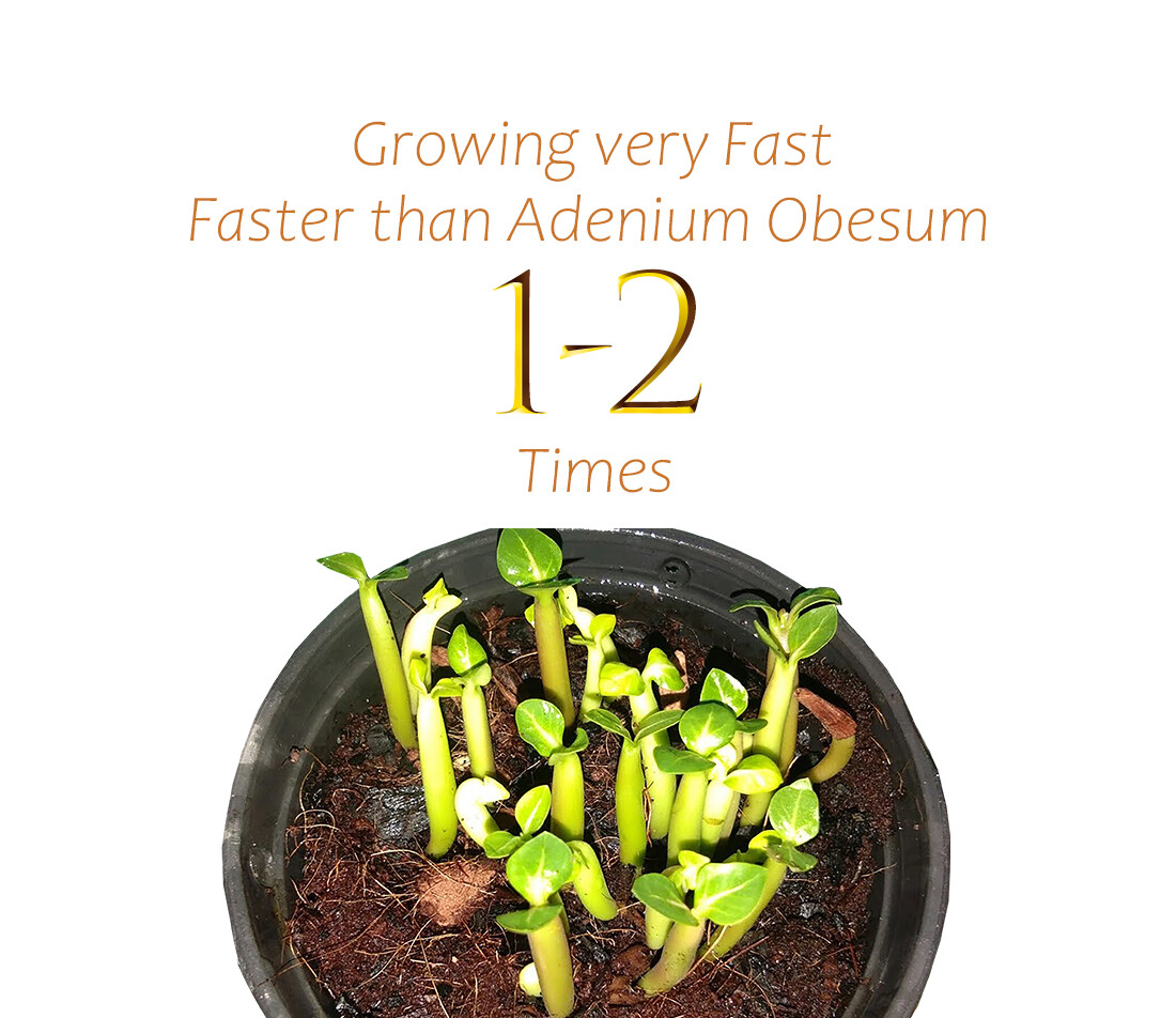 Somalense Hybrid Seed Rare Adenium Somalense Tower Form Desert Rose