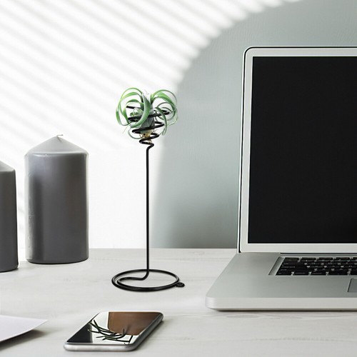 3 pezzi supporti Tillandsia supporti per piante aeree espositori fiori supporto da scrivania - Foto 10 di 12