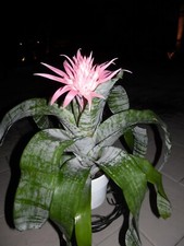Aechmea FASCIATA Bromeliad Silver Vase plant one tropical plant TALL 