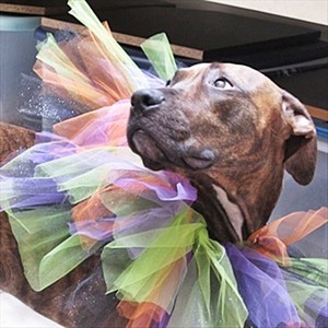 large dog tutu