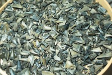  50g versteinerter Haizahn Haifischzahn Haifischzähne Shark Tooth Fossil   