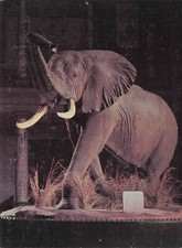 Postcard African Elephant Sahara Desert Smithsonian Institution - Large 4.5x6