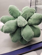 Plush Succulent Plant