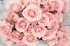 Fresh  Natural Spray Rose - Light Pink