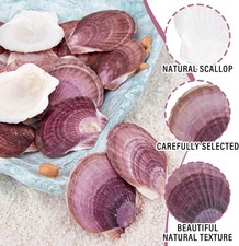 30PCS Natural Scallop Shells Purple Sea Shells, Real Seashells from Beach for...