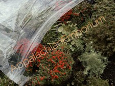 Large Mix of Terrarium Moss and Live Lichens British Soldier Pityrea Pixie Cup