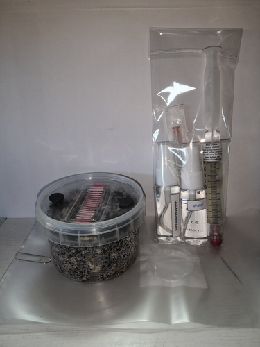 Leuchtpilz | Juego de cultivo/Kit de cultivo de hongos Brillan en la oscuridad (Panellus stipticus) - Imagen 15 de 20