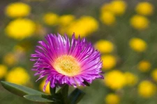 Digital Image Picture Photo Wallpaper: Flowers in Bloom