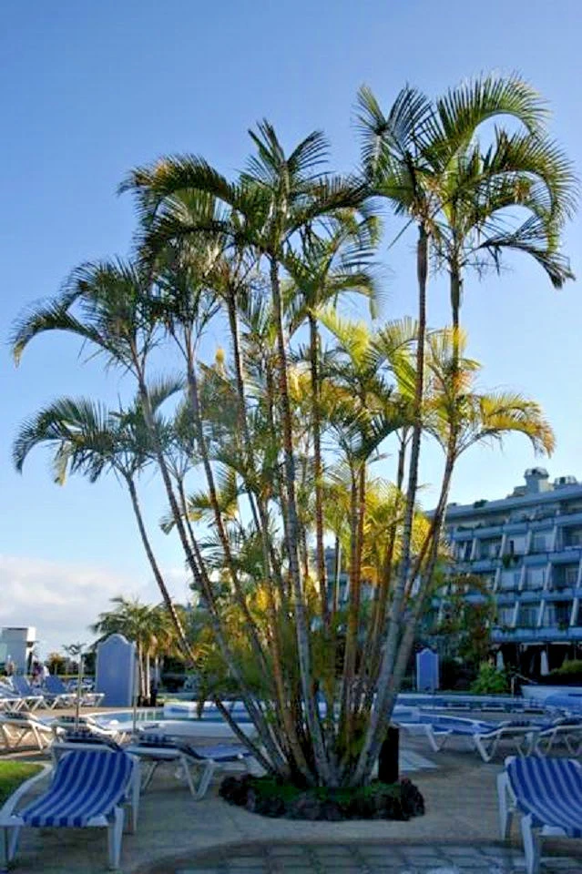 Golden cane palm deals