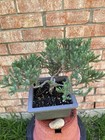 San Jose Juniper Bonsai Thick Twisted Trunk — photo 5