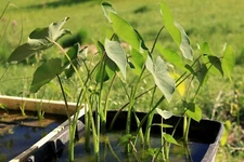 Green Taro (Colocasia) - Tropical Marginal Pond/Bog Plant * BUY 2 get 1 FREE *