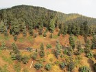 N Scale Handcrafted Forest (approx 22 sq. ft. of various densities) — photo 9