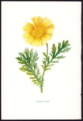 c1879 Hulme Antique Botanical Print Garland Daisy - Chrysanthemum coronarium