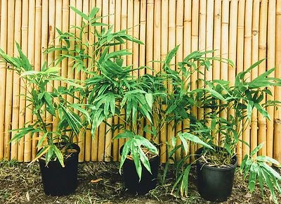 Chinese Dwarf Bamboo Non Invasive Plants Gumtree Australia Chinese Dwarf Bamboo Non Invasive