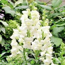 Snapdragon SNOWFLAKE Blooms Spring-Fall White up to 36" Non-GMO 500 Seeds