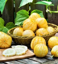 Lemon Cucumber -15 Seeds -Heirloom NON-GMO Rare Crispy Sweet