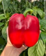 100 Gigantic Chinese Bell Pepper HUGE 5-6 Inch 1/2LB Very Sweet Heirloom Pepper