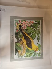 Hand Painted Needlepoint Canvas of Oriole. Made in Germany.