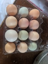 12 Barnyard Mix Hatching Eggs   