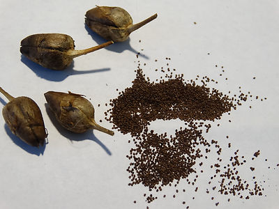 HEIRLOOM RARE TURKISH AROMATIC YENIDJE TOBACCO OVER 1000+ SEEDS Fresh 2025  Crop