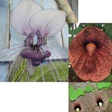 SAMEN zwei Klassiker: GESPENSTERBLUME und FLEDERMAUS-PFLANZE - gruselig